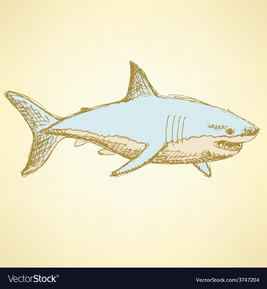 Sketch scary shark in vintage style Royalty Free Vector