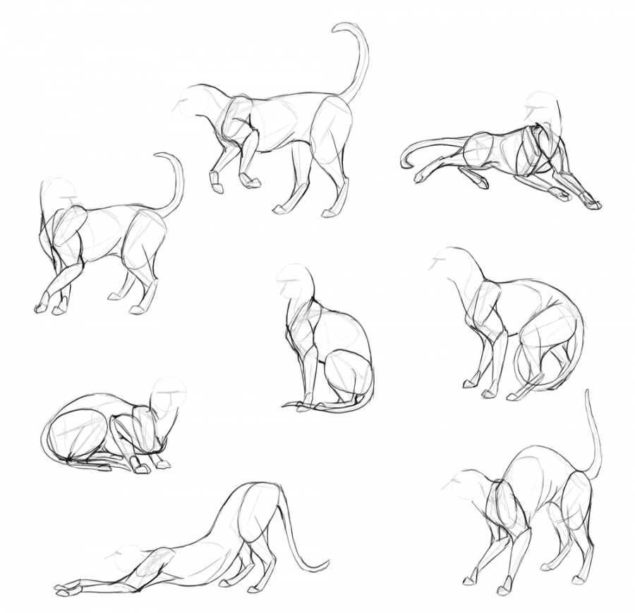 SketchBook Original: How to Draw Cats – Monika Zagrobelna