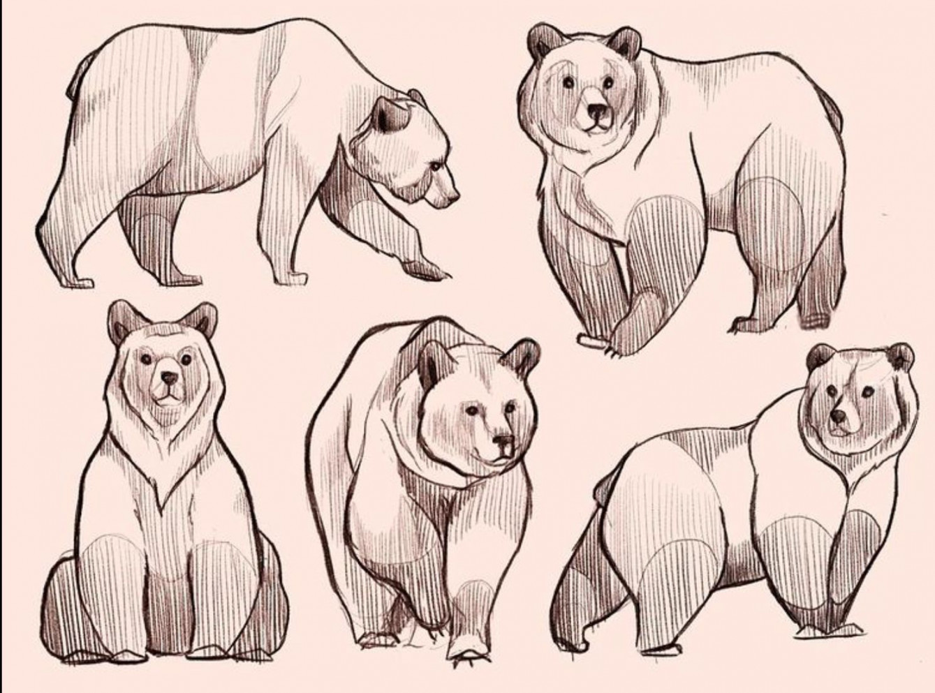 Sketches of bears Bear references  Art reference poses, Art