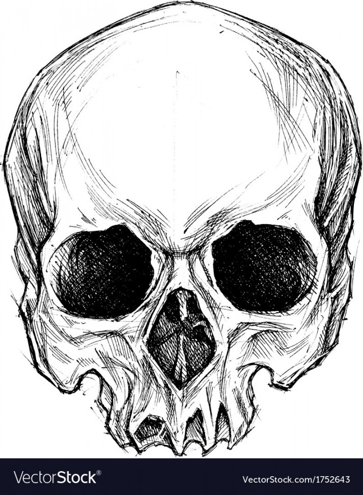 Skull drawing Royalty Free Vector Image - VectorStock
