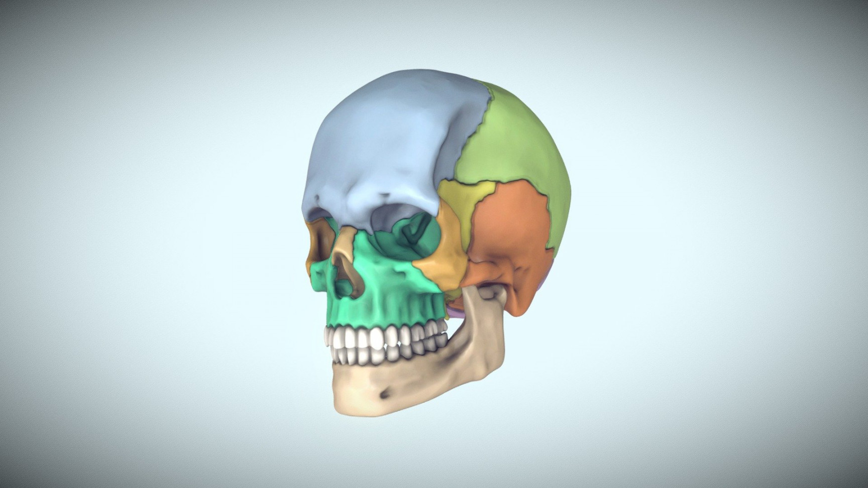 Skull For Reference - D model by HEC (@hec) [c]