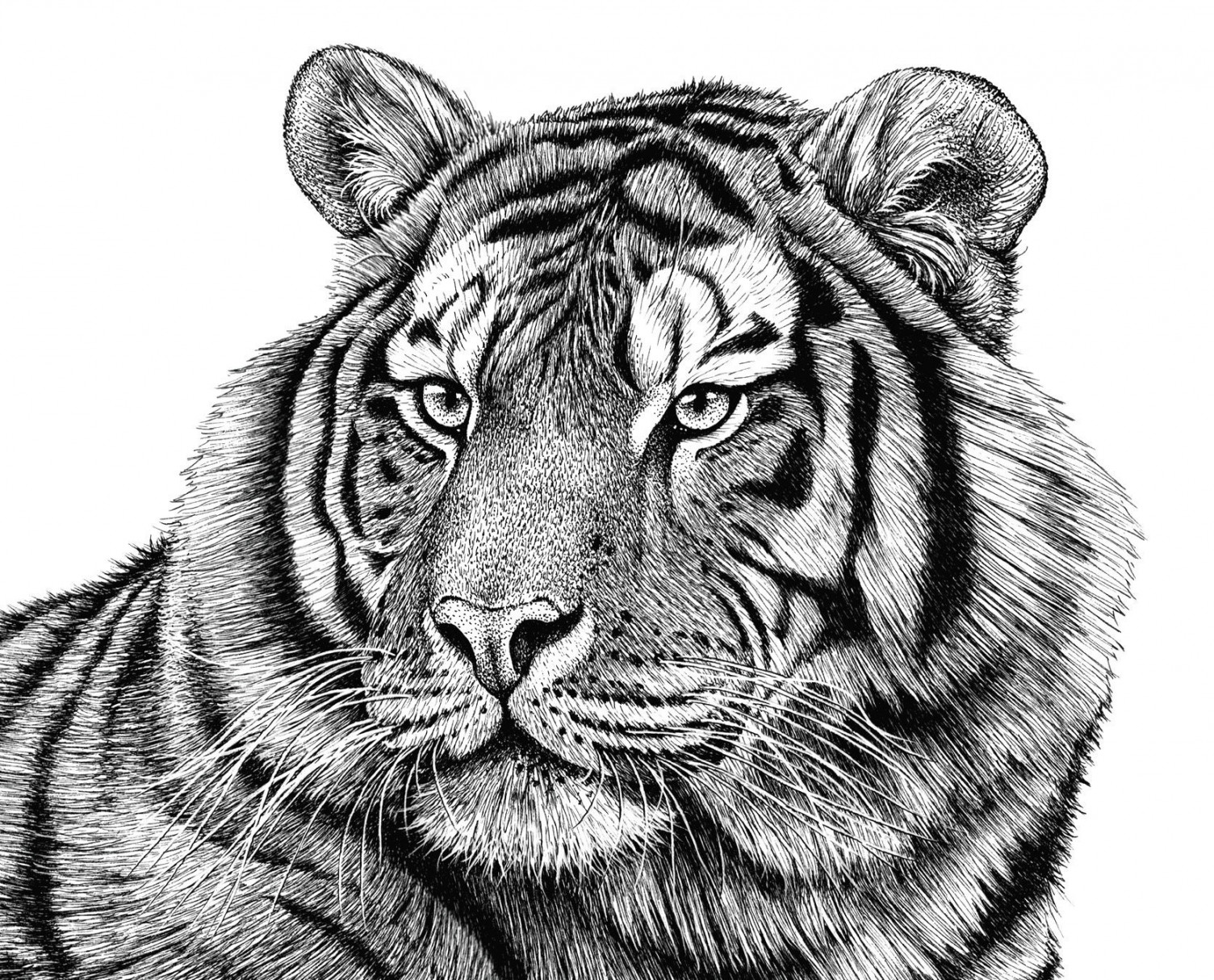 Small Siberian Tiger Animal Art Print, Pen Ink Drawing Unframed - Etsy