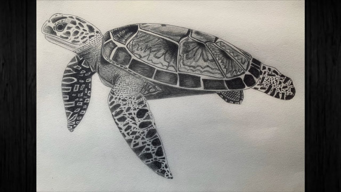 Speed drawing a realistic sea turtle