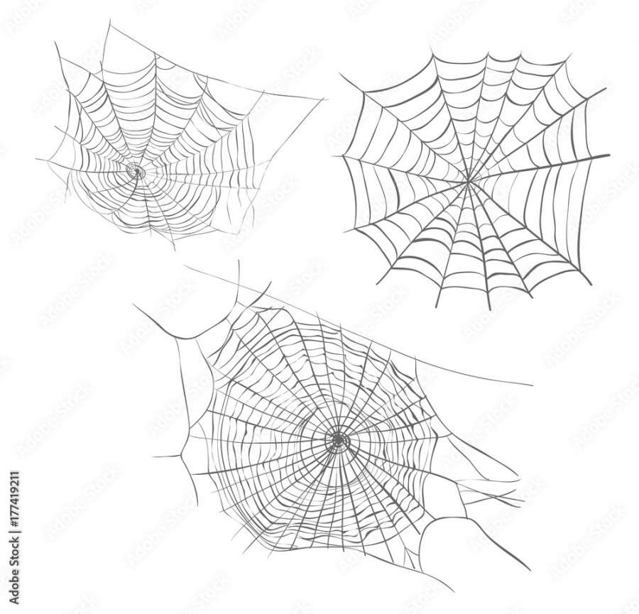 Spiderweb sketch vector illustration