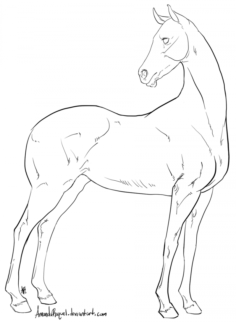 Sport Horse Base by AmandaRaquel on deviantART  Horse coloring