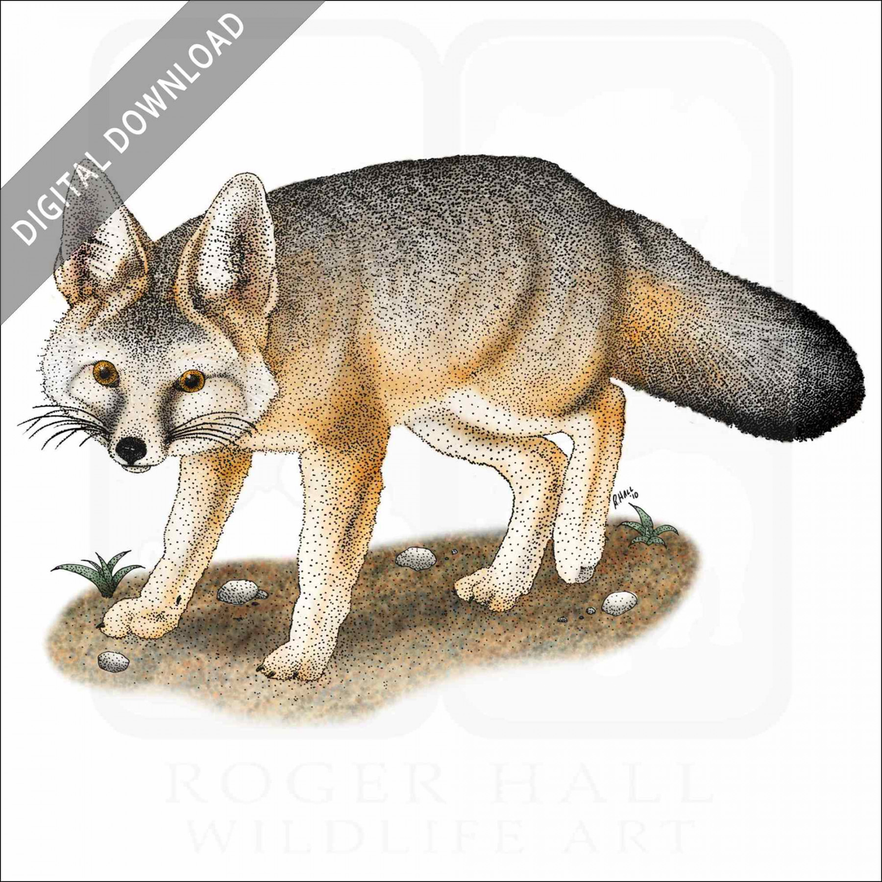 Stock Art Drawing of a Kit Fox