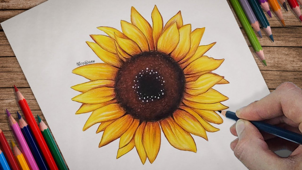 SunFlower Drawing  How To Draw a Sunflower with Colored Pencils   Step-by-Step Tutorial!