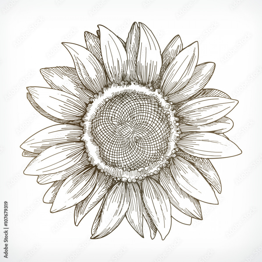 Sunflower sketch, hand drawing, vector illustration Stock