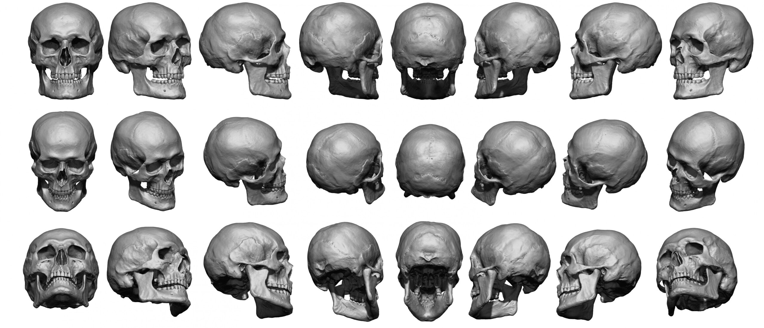 Super High Res Skull Sheet - Anatomy