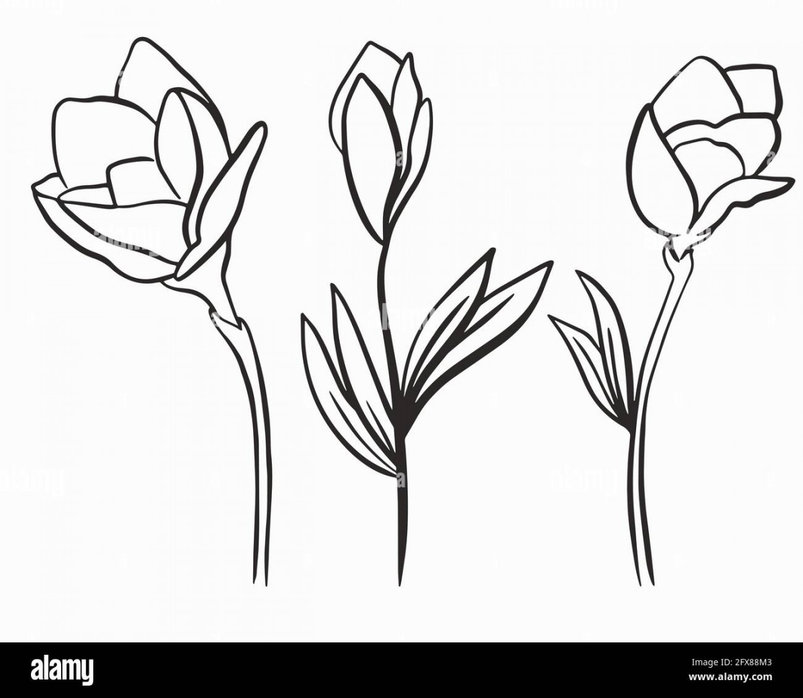 Three flowers, rope outline. Vector