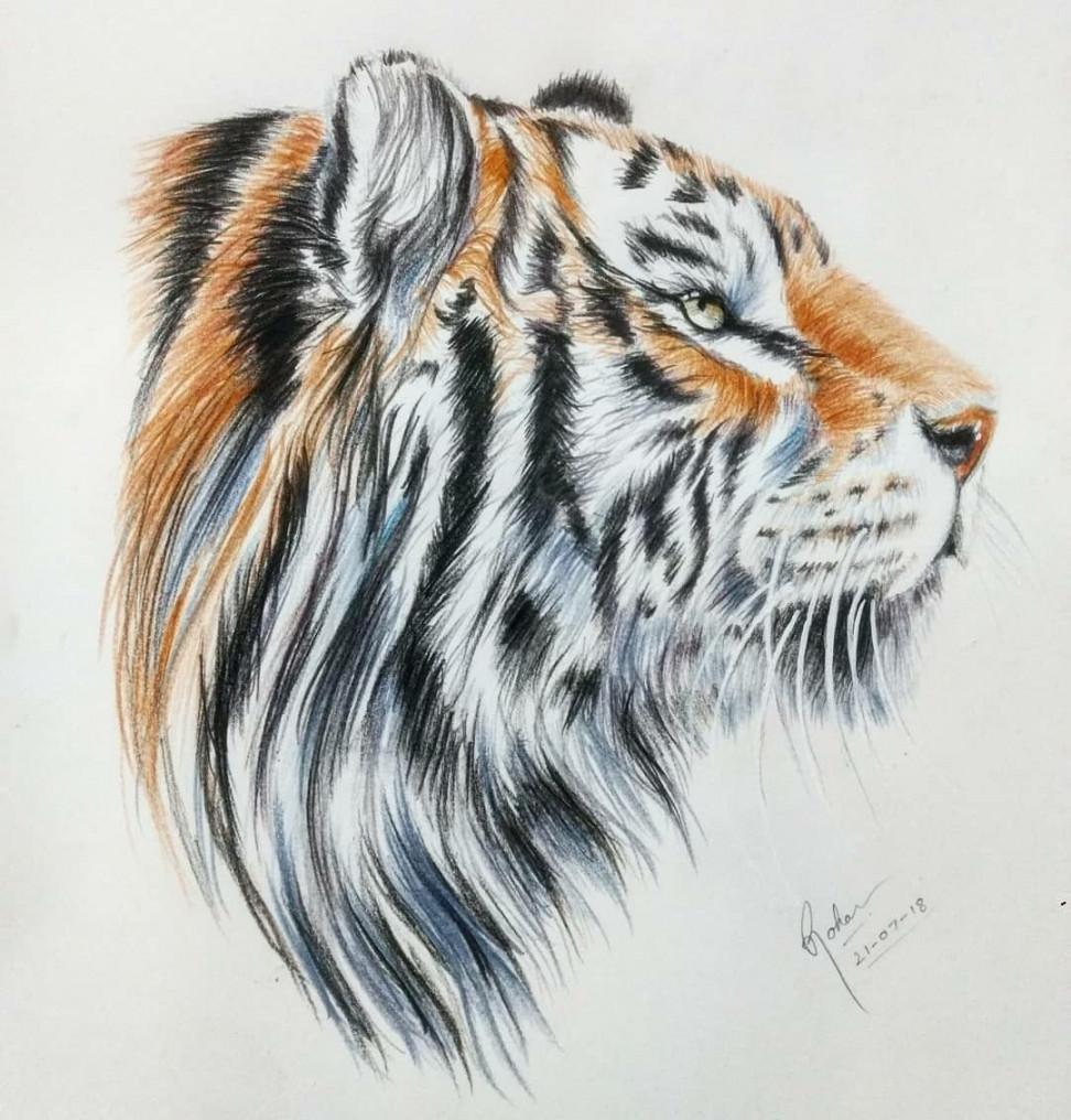 🐅 tiger Colour pencil art  Color pencil drawing, Tiger sketch