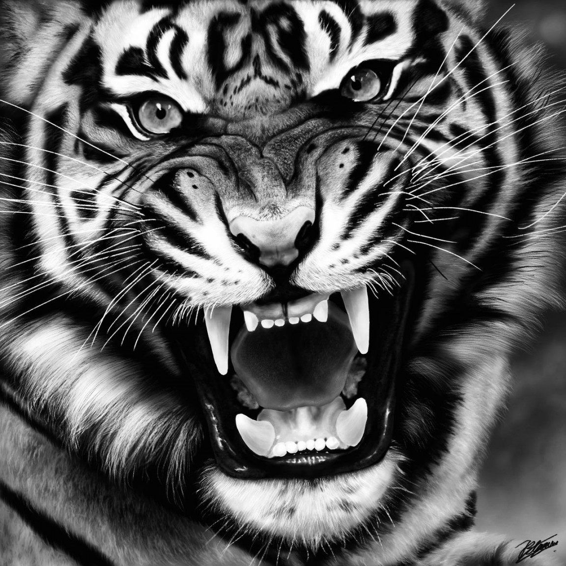 Tiger drawing black and white version by JelleBlue on DeviantArt