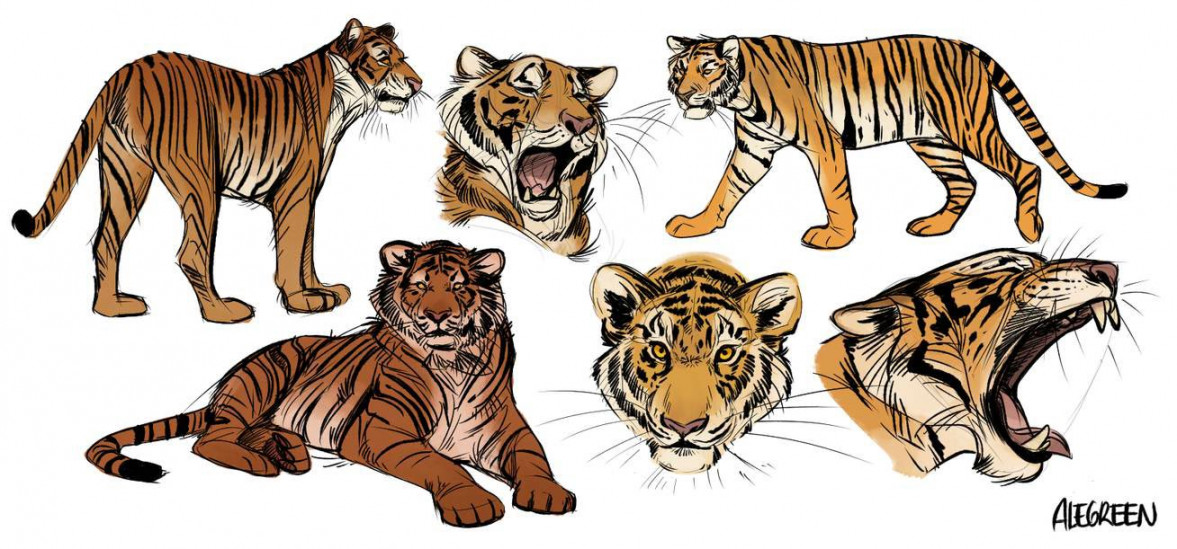 Tiger Drawing Reference and Sketches for Artists