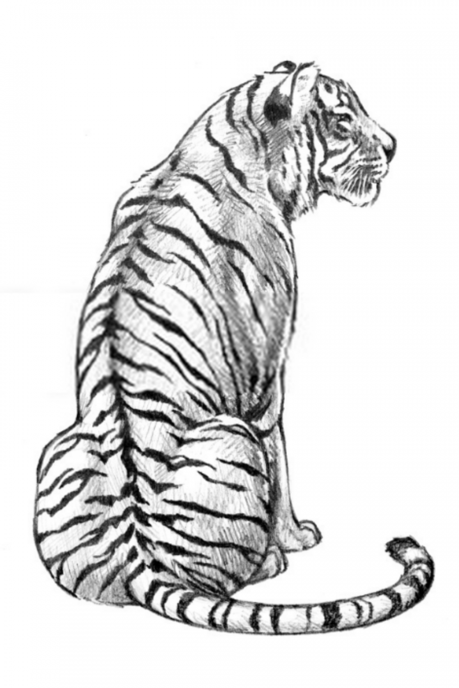 Tiger drawings  Tiger drawing, Tiger cartoon drawing, Tiger art