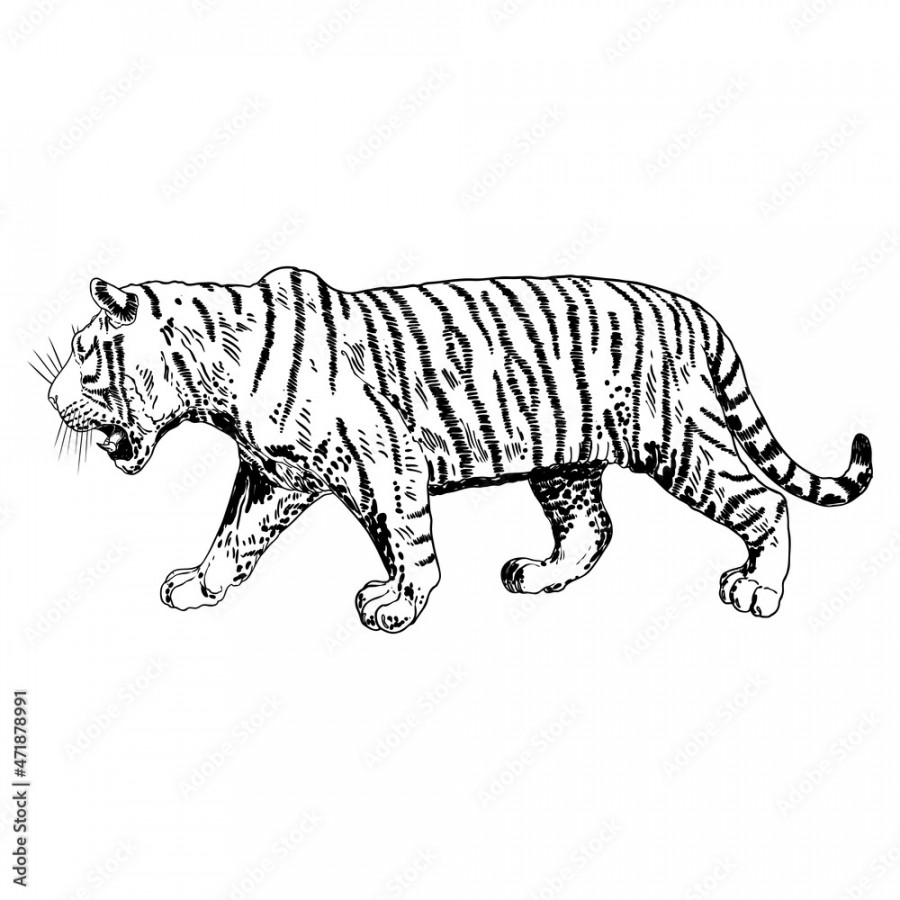 Tiger roaring drawing on white background