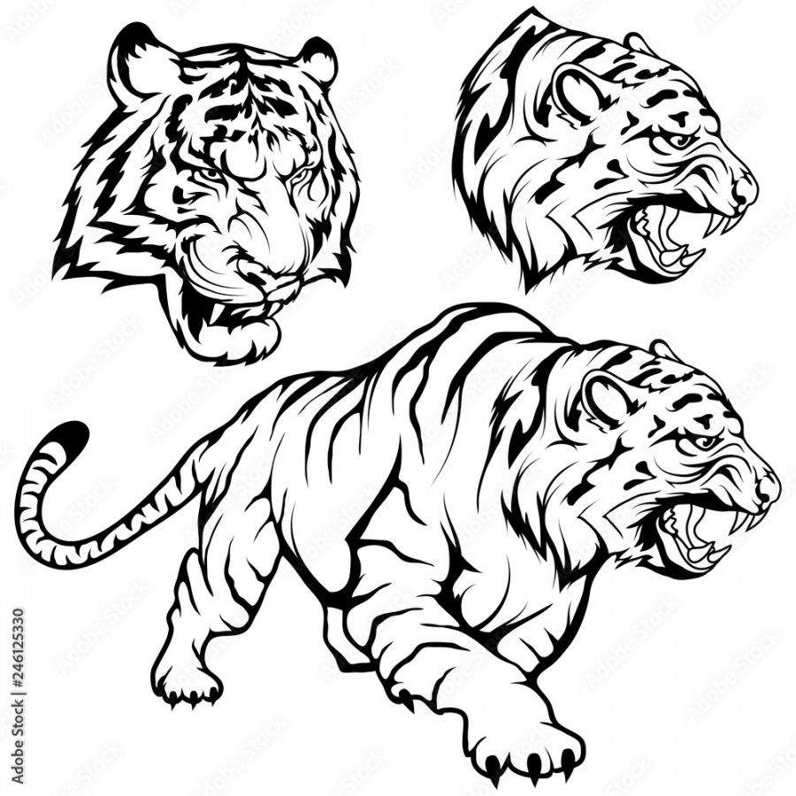 Tiger set suitable as logo or team mascot, tiger drawing sketch in