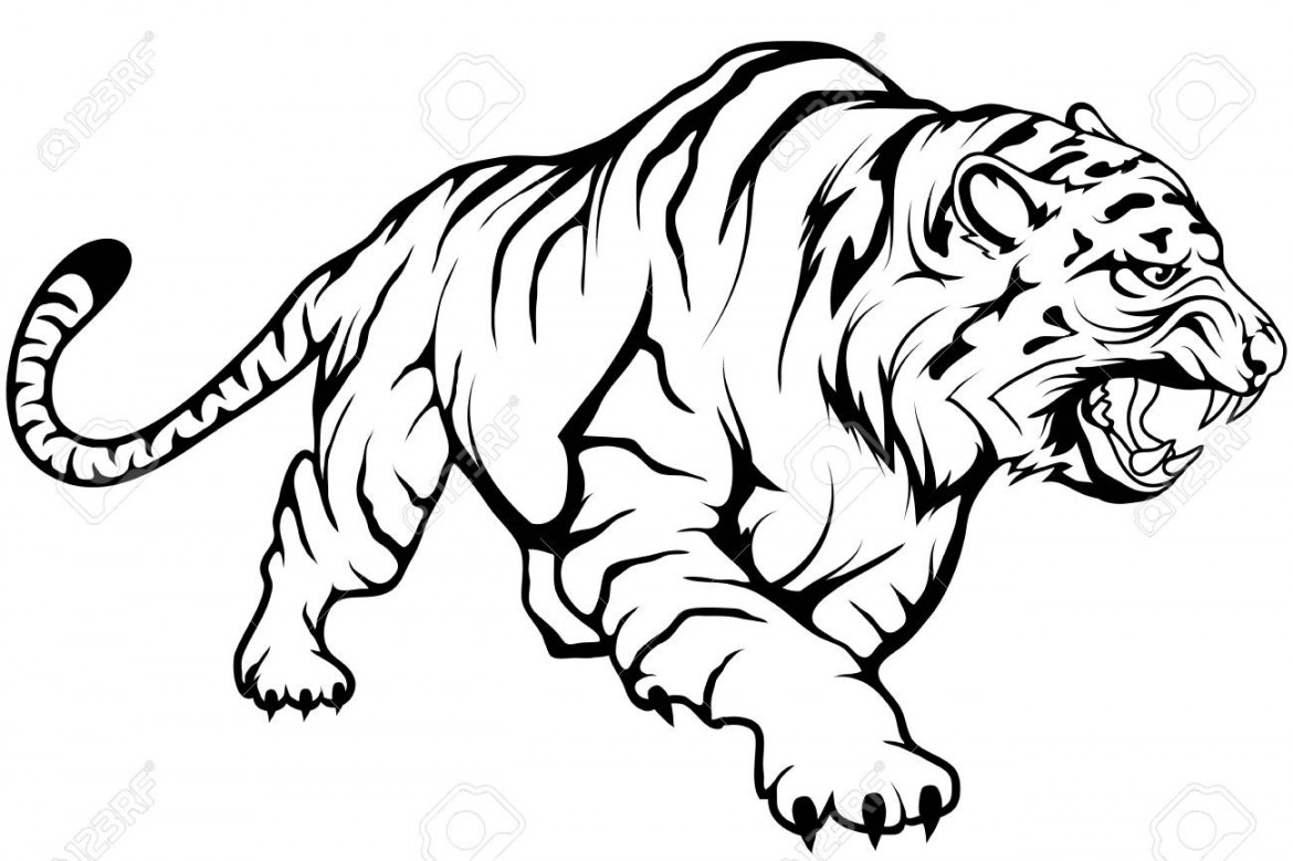 Tiger Vector Drawing, Tiger Drawing Sketch In Full Growth