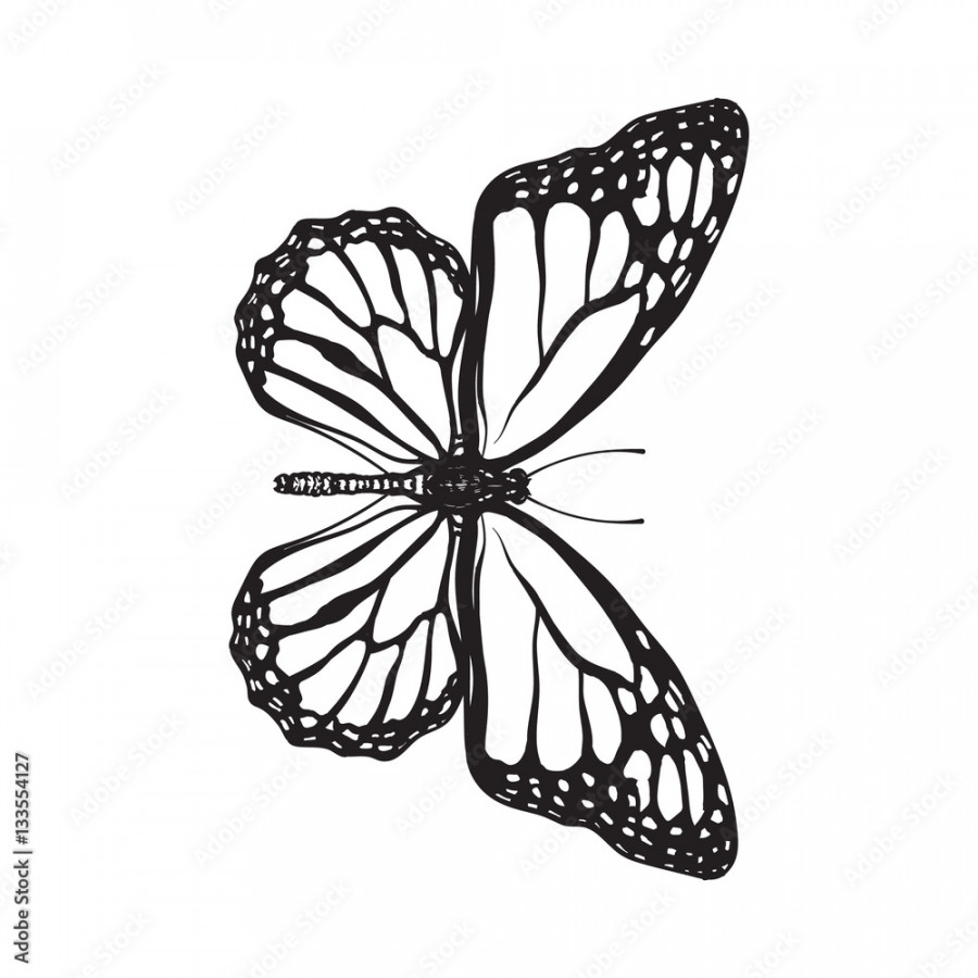 Top view of beautiful monarch butterfly, sketch illustration