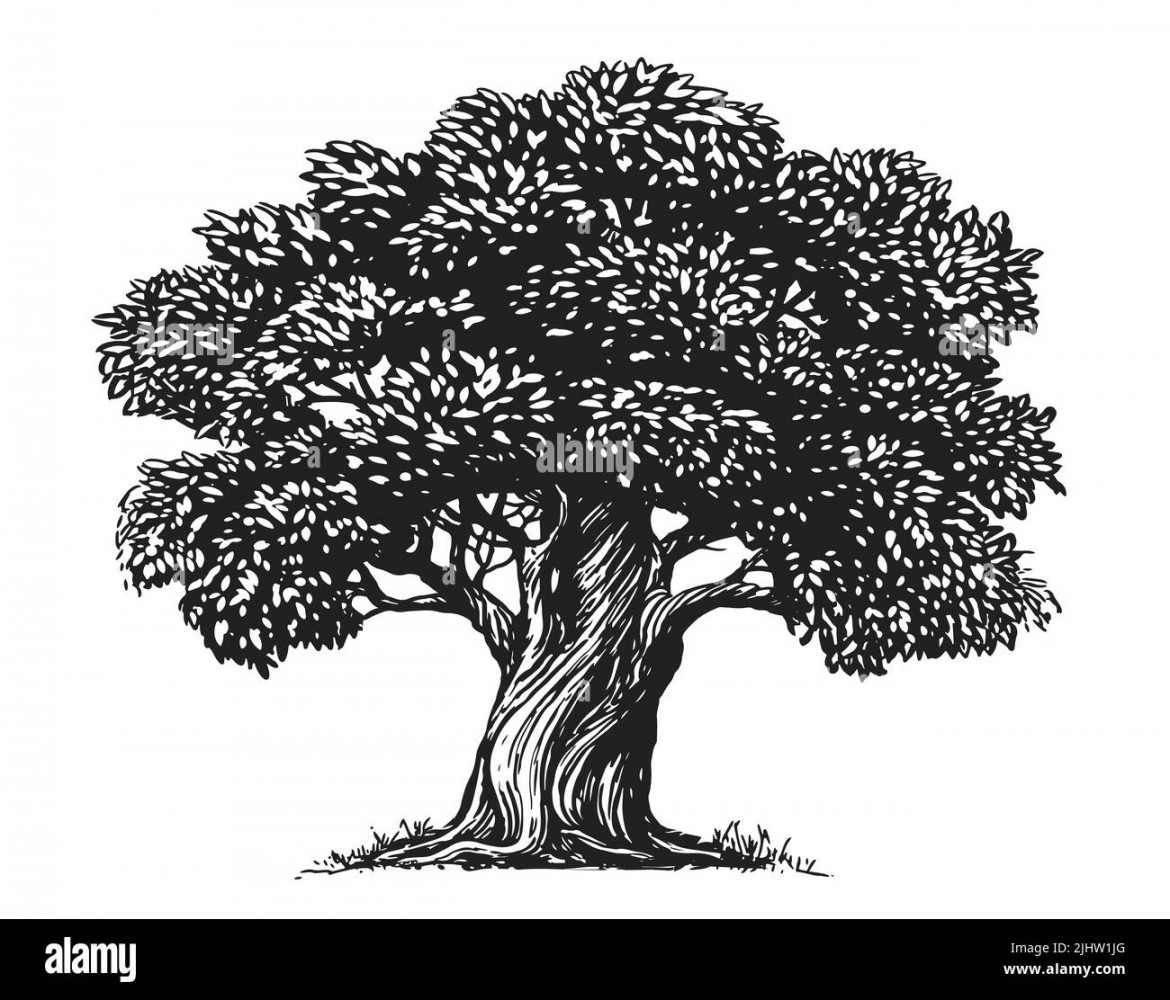 Tree branch drawing Black and White Stock Photos & Images - Alamy