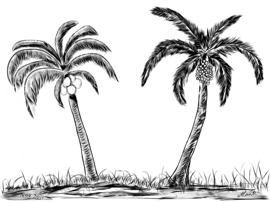 Tree sketches, Pencil drawing images, Coconut tree drawing