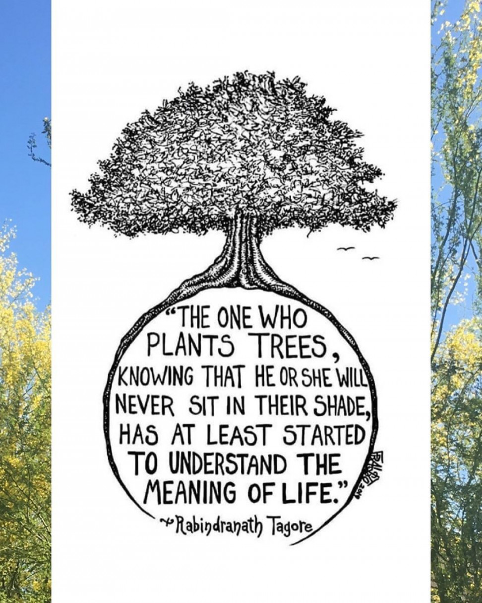 Trees Matter on Instagram: “A little Monday inspiration! ✨🌳 We