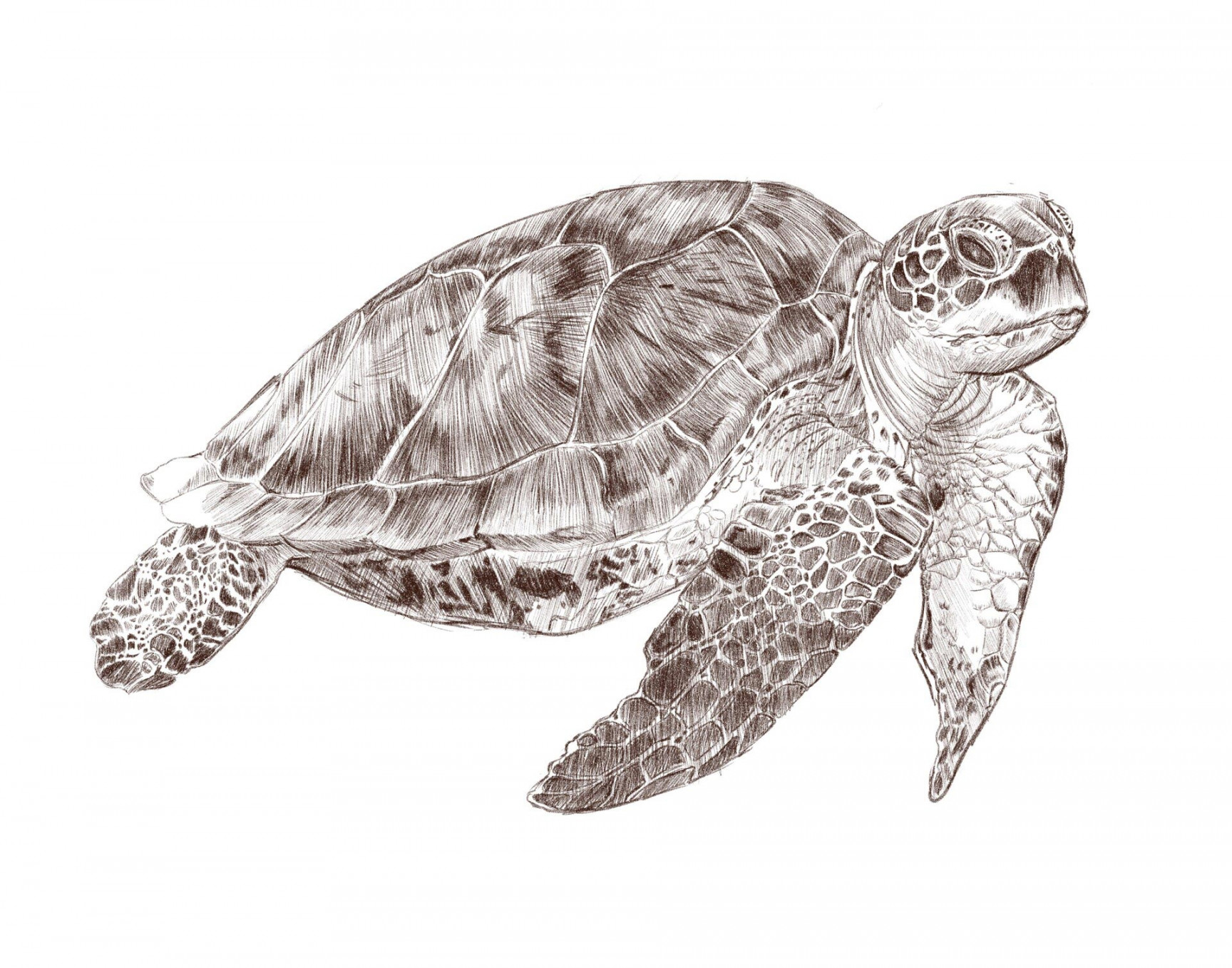 Turtle Drawing Reference and Sketches for Artists