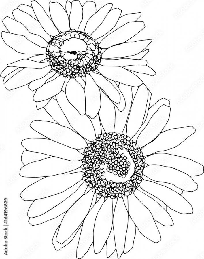 Two daisies line art. Botanical sketchbook flower drawing