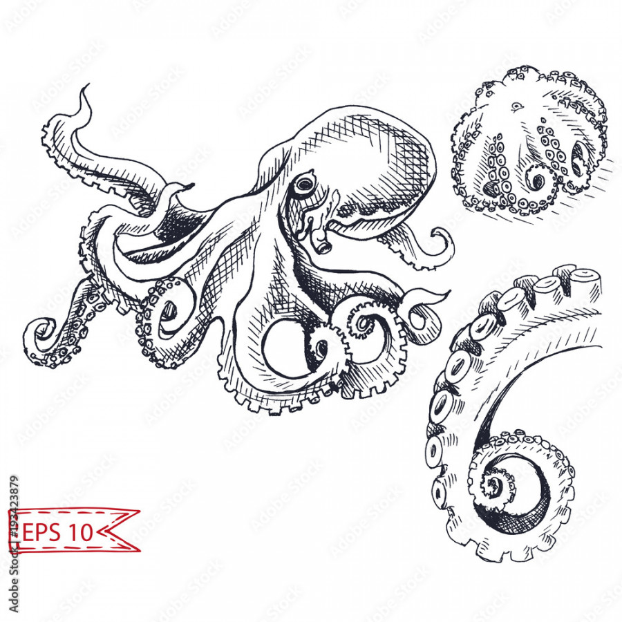 Vector illustration sketch - octopus