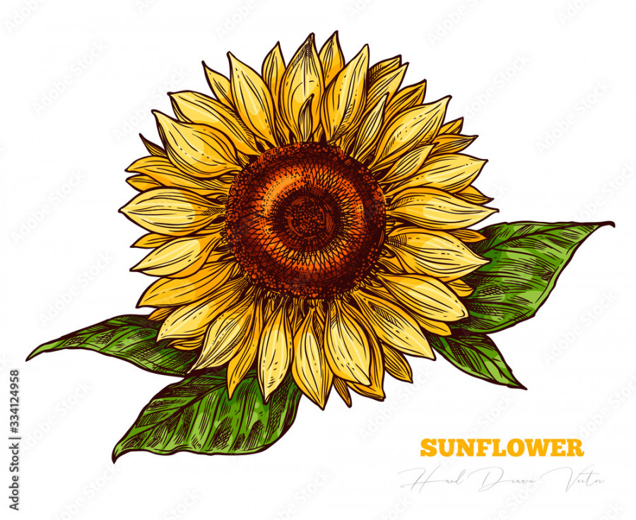 Vector sketch engraving sunflower isolated on white background