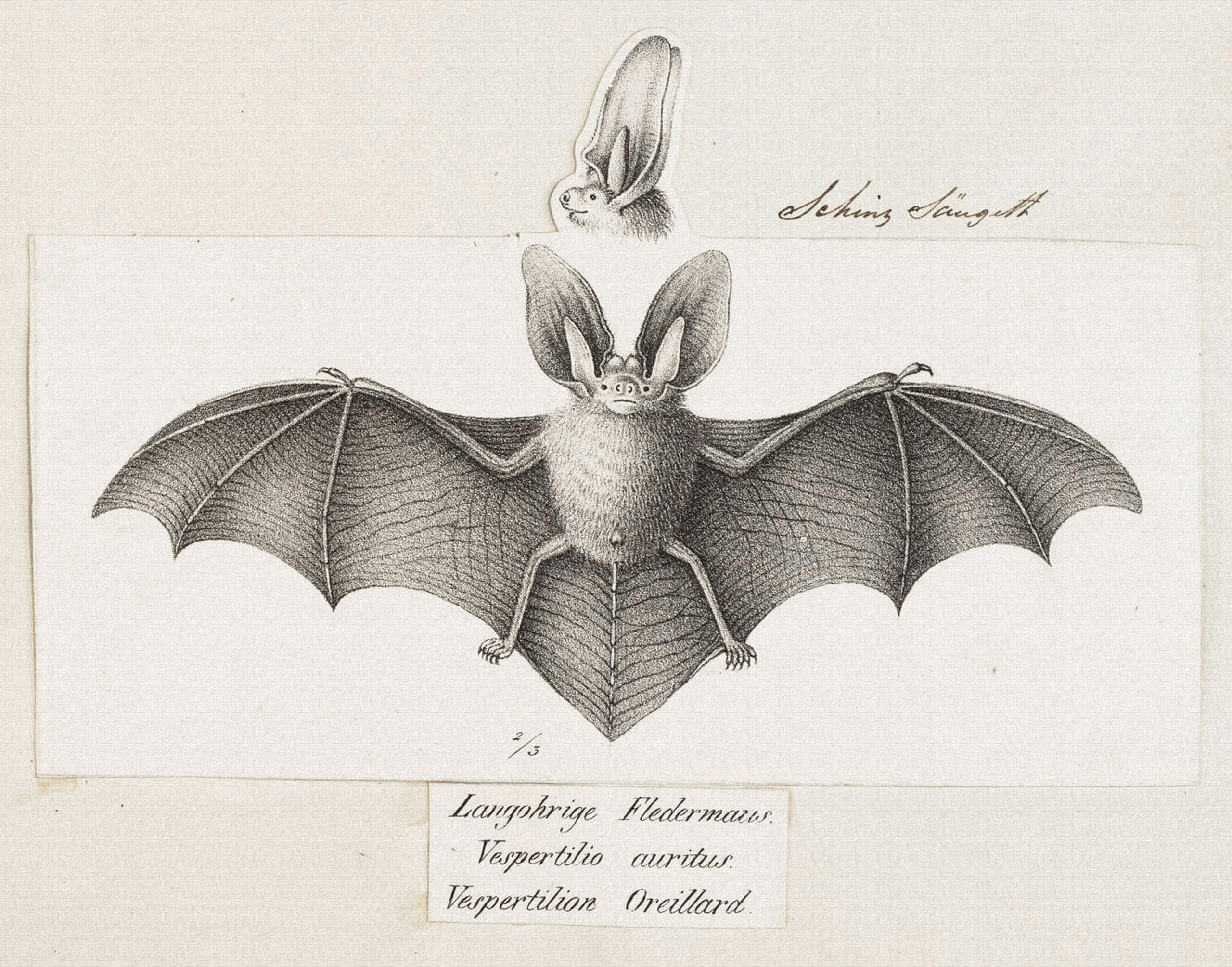 vintage bat anatomy print  Bat anatomy, Bat tattoo, Drawings