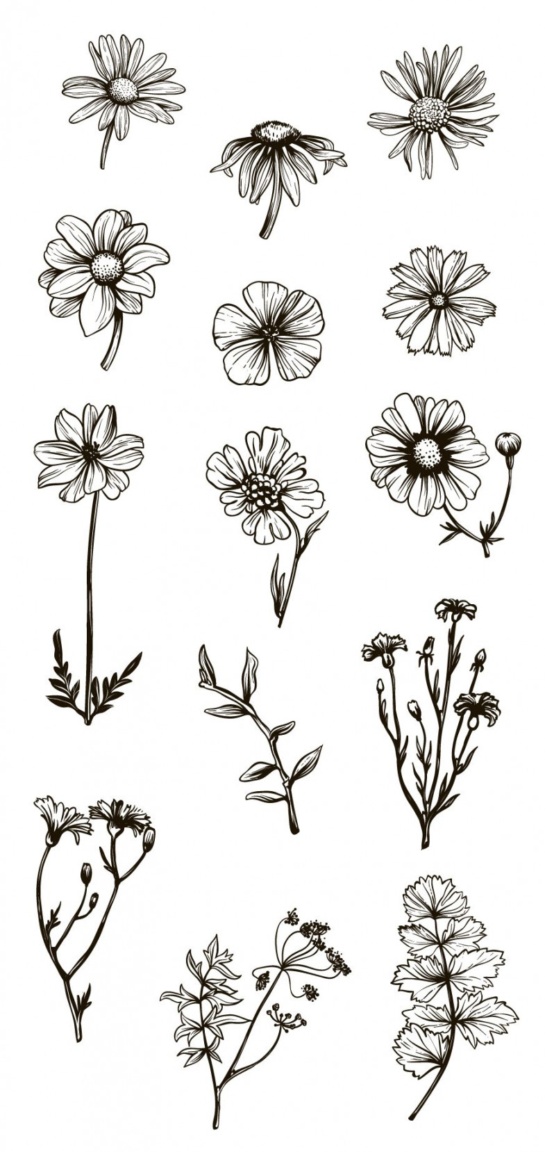 Vintage Flowers & Herbs  Beautiful flower drawings, Flower art