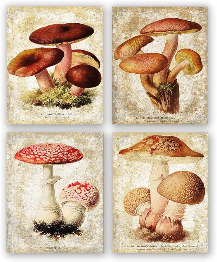 Vintage Mushroom Poster Botanical Illustration Mushroom Decor