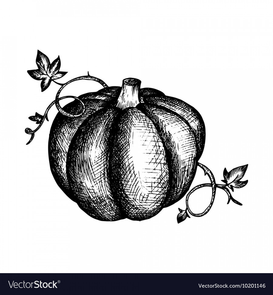 Vintage pumpkin and leaves Royalty Free Vector Image