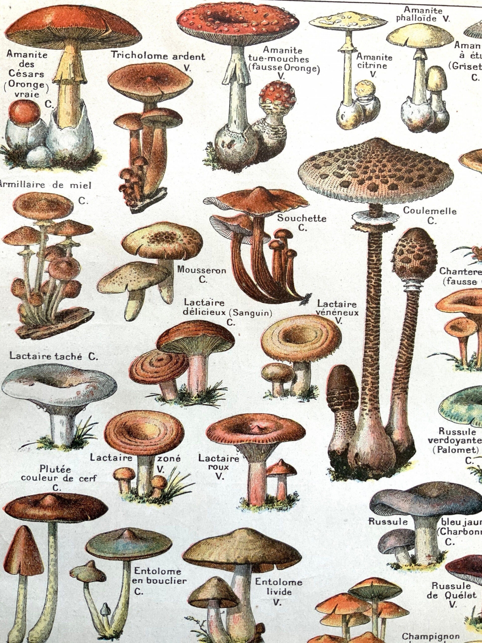 Vintage s WILD MUSHROOMS Picking Print Culinary French - Etsy