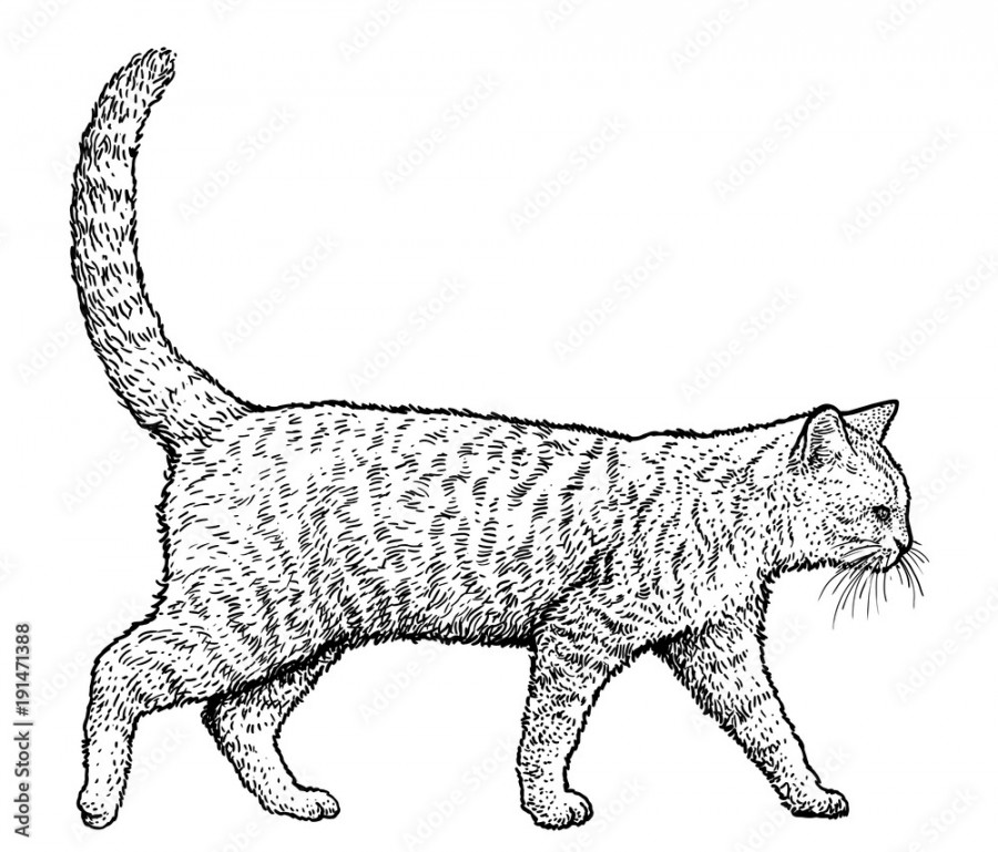 Walking cat illustration, drawing, engraving, ink, line art