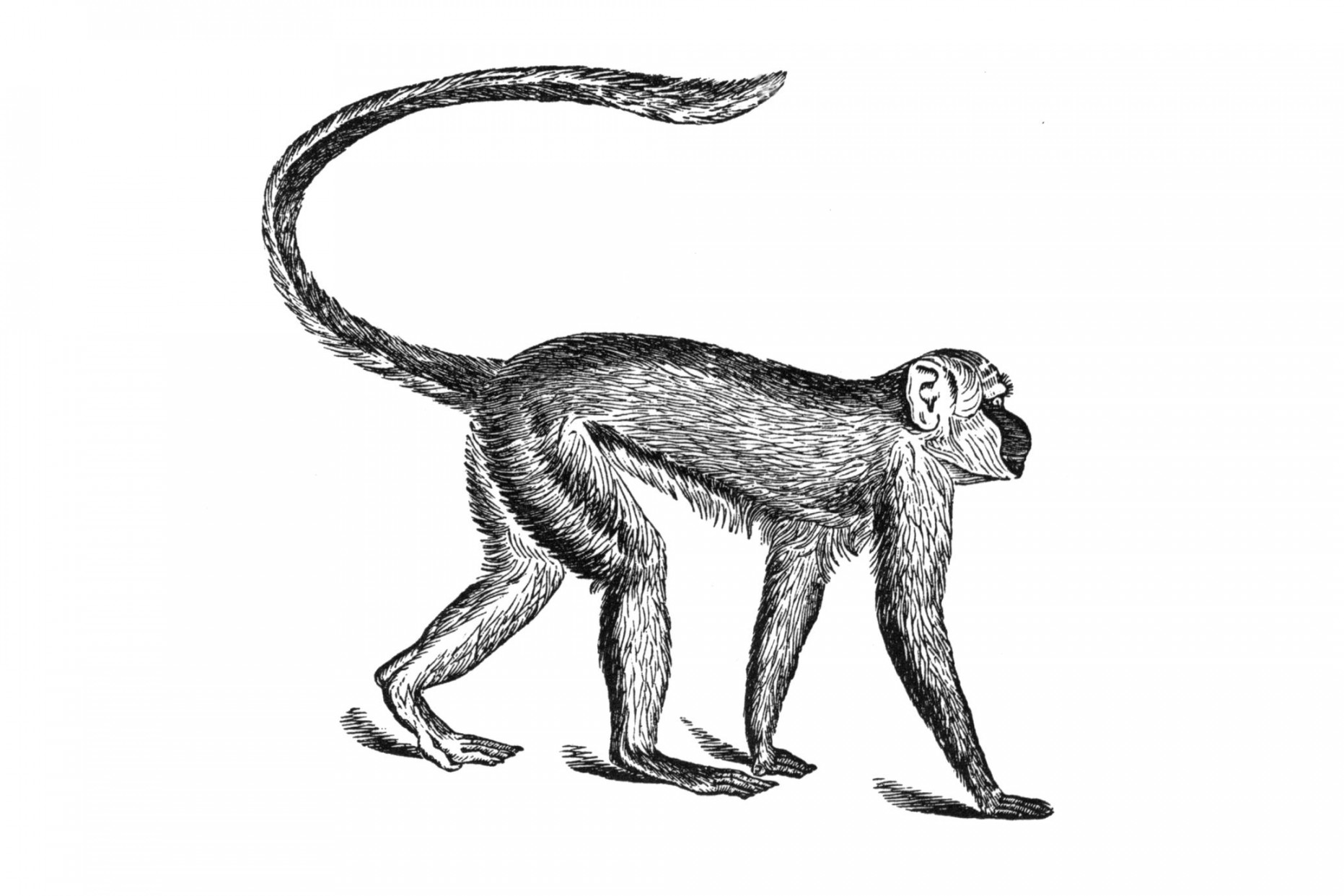 Walking Spider Monkey Print - UWDC - UW-Madison Libraries