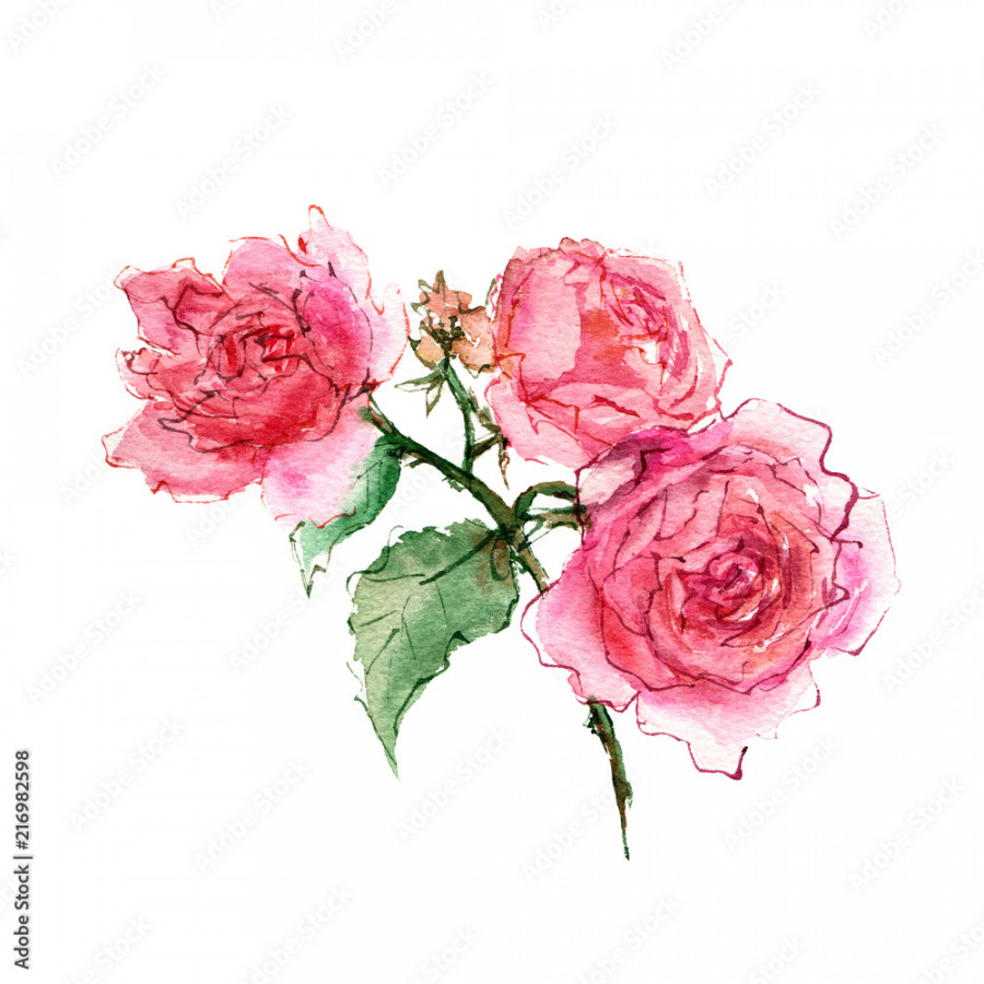 Watercolor roses. Drawing flower bouquet