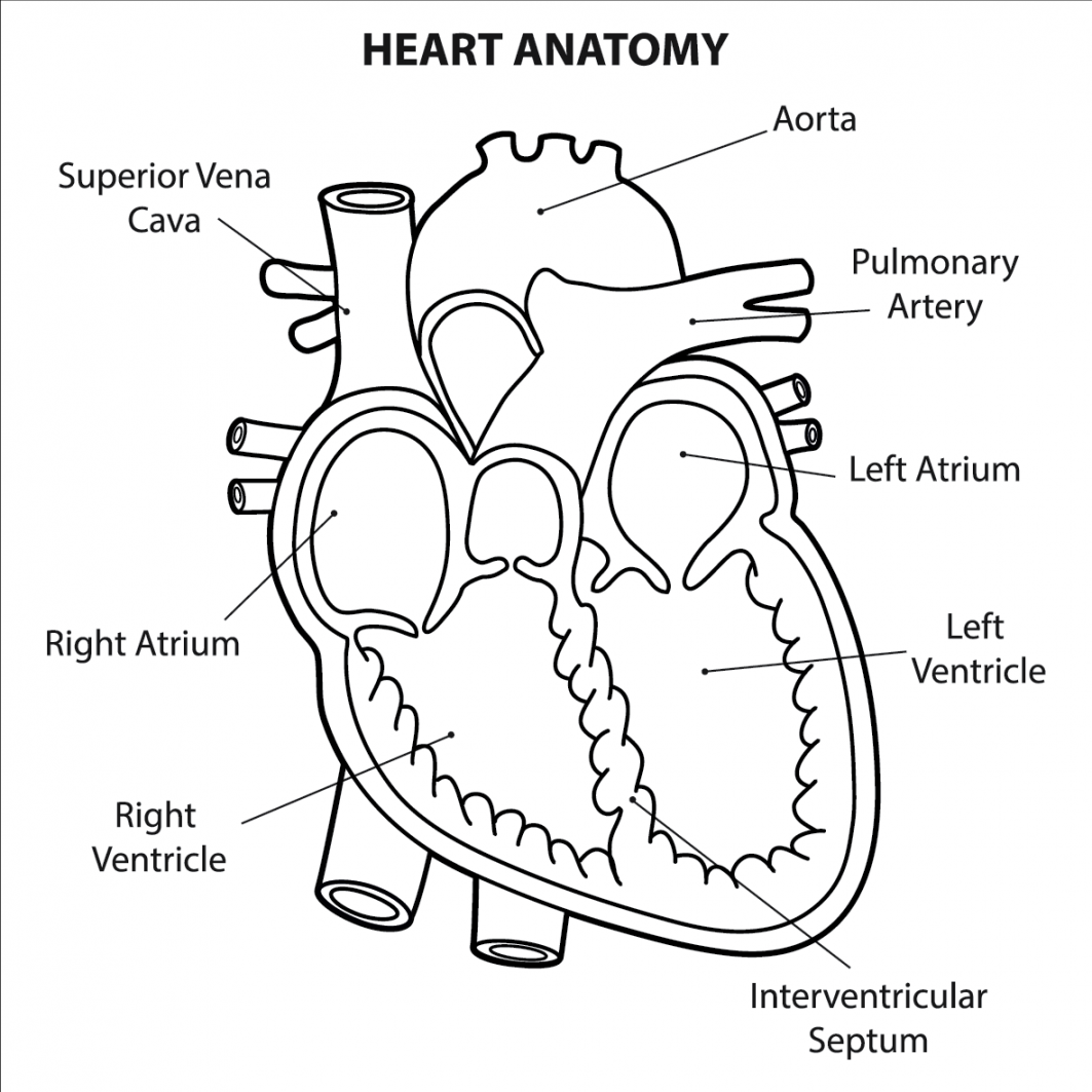 What are the parts that make up a human heart? Diagrams and More