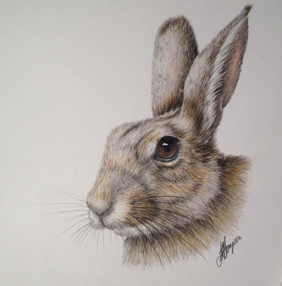 WILD RABBIT - BEGINNERS NATURAL HISTORY COLOURED PENCIL DRAWING :: ONLINE  COURSE