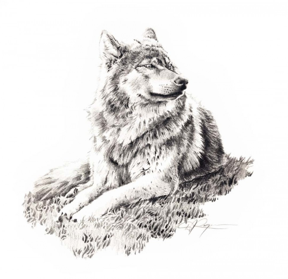 WOLF LYING DOWN Pencil Drawing Art Print by Artist D J Rogers - Etsy Canada