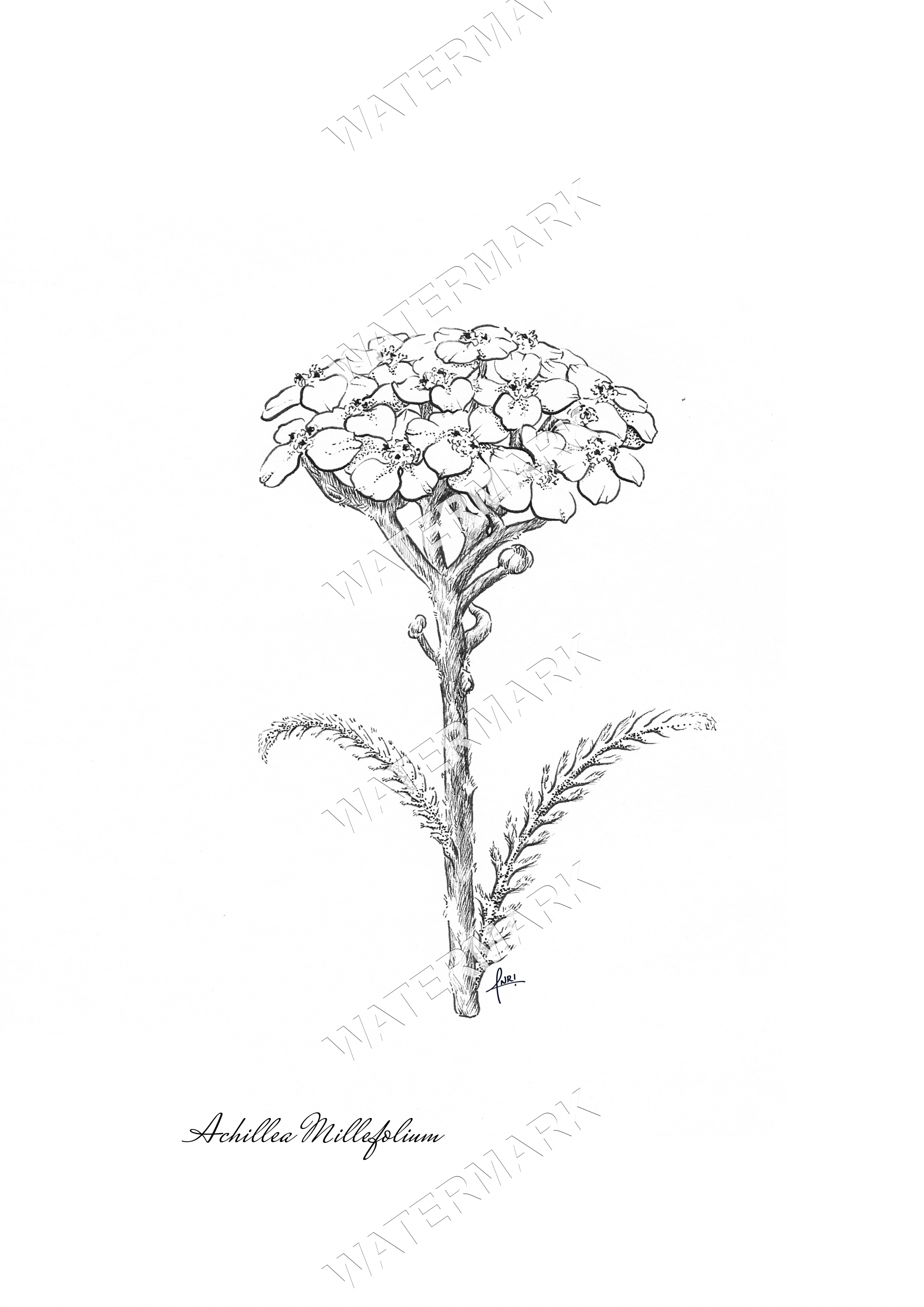 Yarrow Print