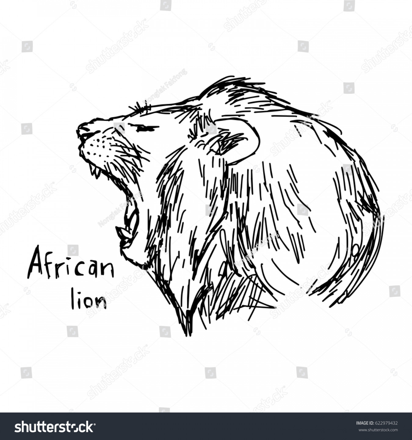 Yawning African Lion Vector Illustration Sketch Stock Vector