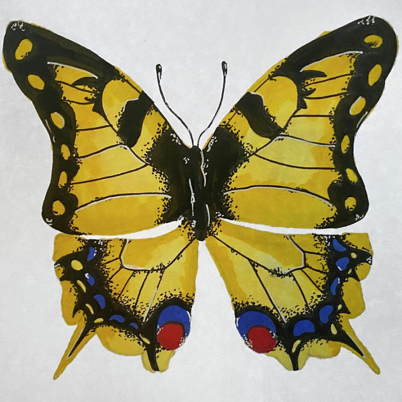 Yellow and black butterfly by Nicole Ellissa