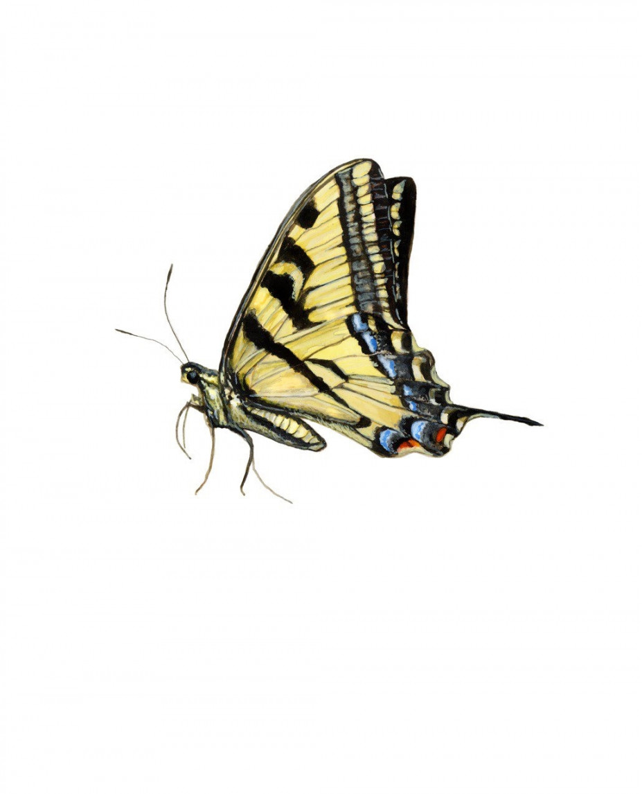 Yellow Tiger Swallowtail Butterfly Watercolor Unframed Print - Etsy