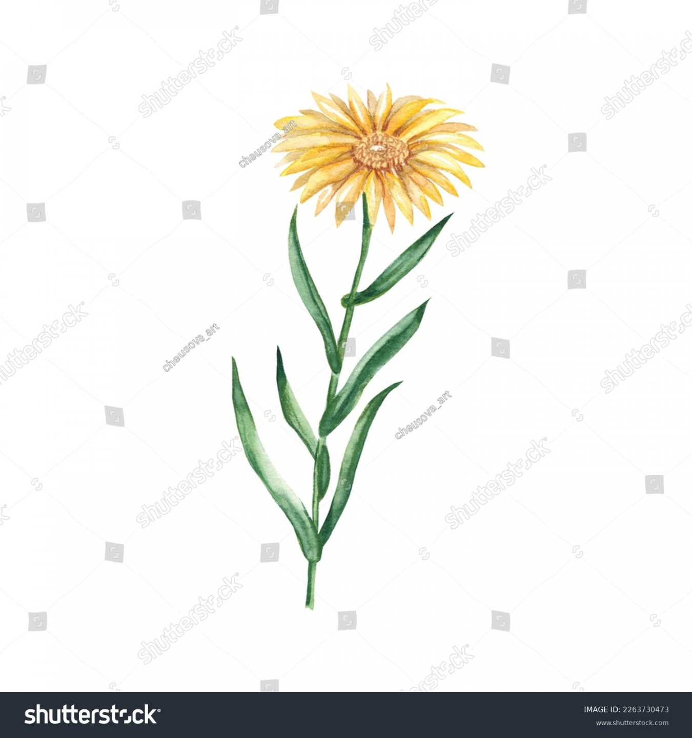 Yellow Watercolor Flower Xanthisma Botanical Illustration Stock