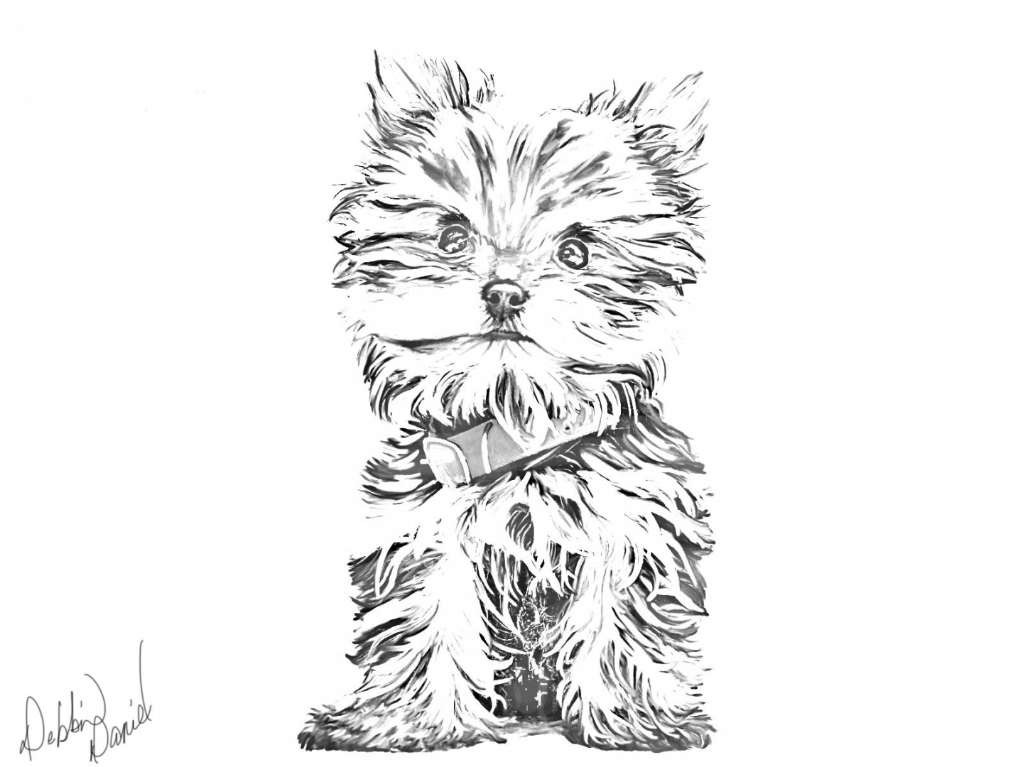 yorkie-sketch  Yorkie, Dog coloring page, Puppy coloring pages