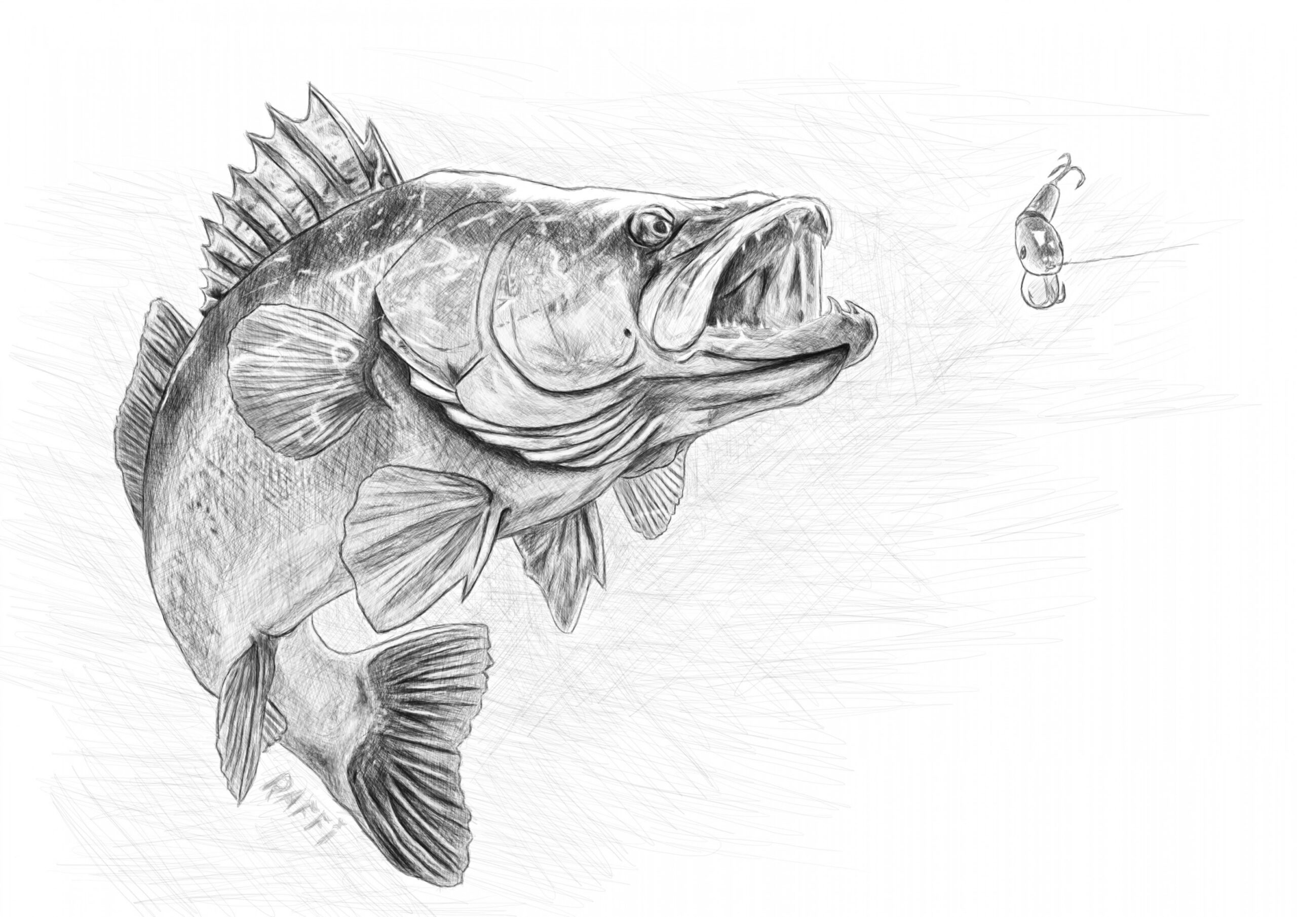 Zander attack  Fish drawings, Fish art, Fly fishing art