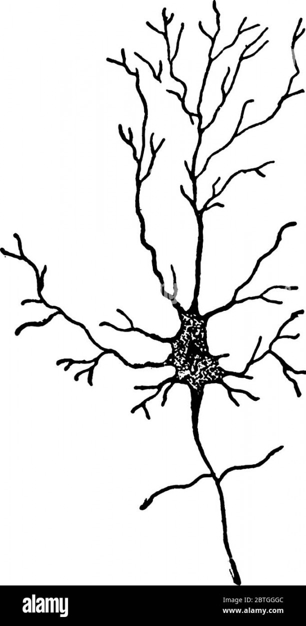 A Nerve cell from brain, vintage line drawing or engraving