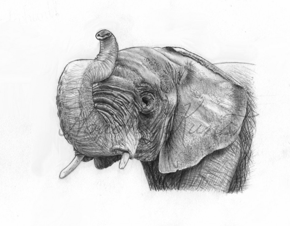 African Elephant  Elephant drawing, Elephant, Elephant tattoos