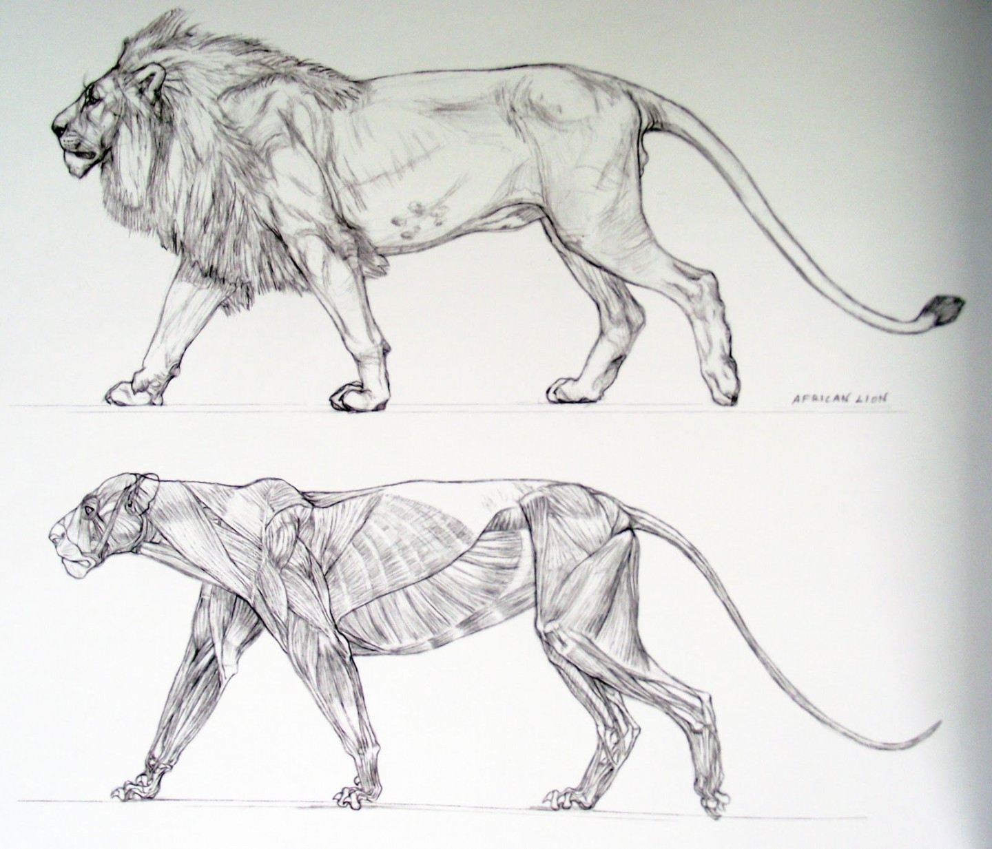 African Lion Art - © Terryl Whitlatch  Pencil drawings of animals